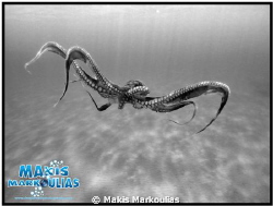 Octapus Sony Compact Camera with fish eye  extra lens by Makis Markoulias 